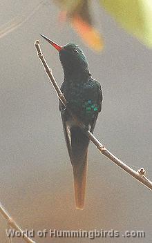 Hummingbird Garden Catalog: Golden-Crowned Emerald